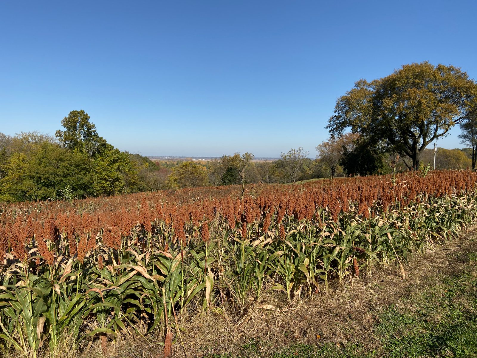 Sorghum field with mature rust-red seed heads near Lexington, Missouri